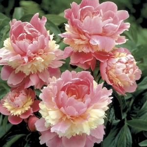 Meet your Posher, Cindi